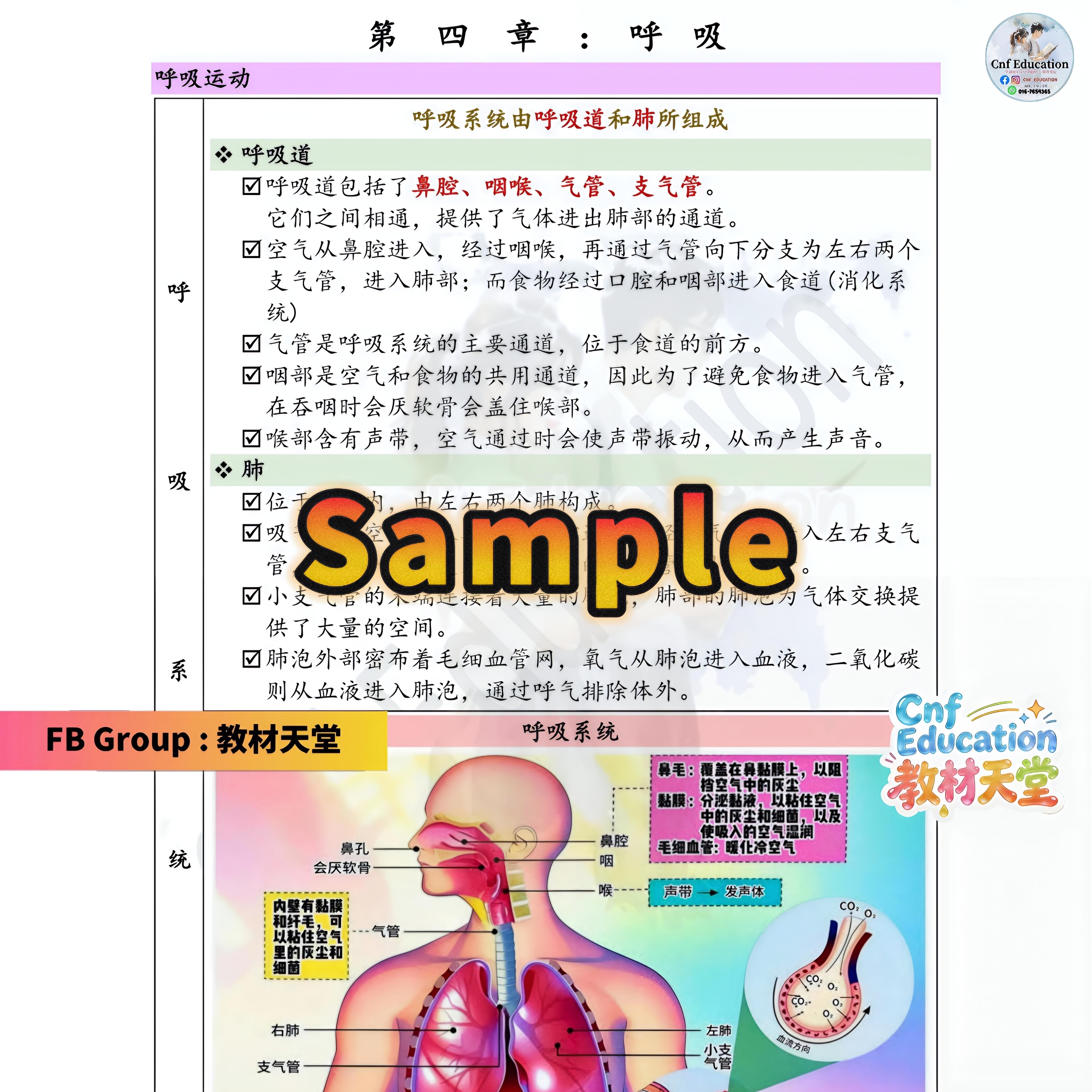 统考初二 科学笔记❁同步课本 - Image 4